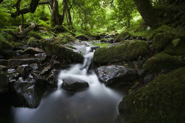 The gigantic tranquility of the old forest