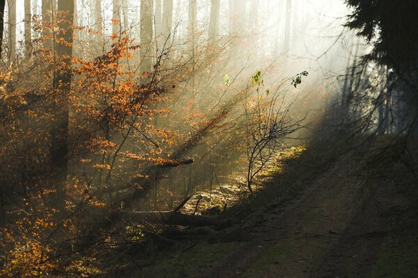 Autumn dawn in the forest thicket