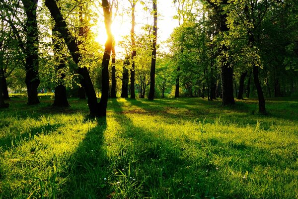 Sonniger Sommertag vor Sonnenuntergang