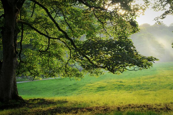 Bellissimo albero in una radura magica