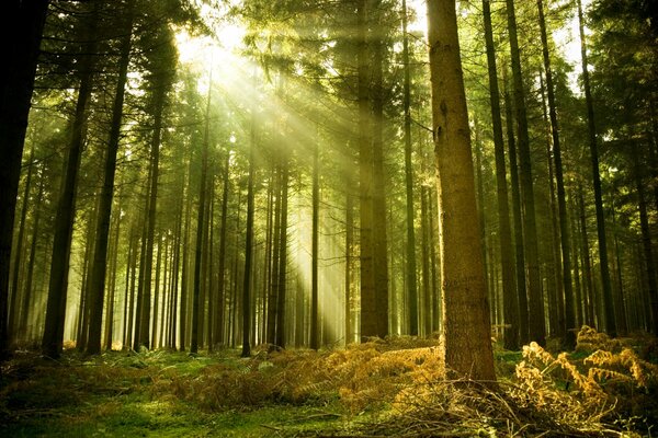 The rays of the sun illuminate the forest