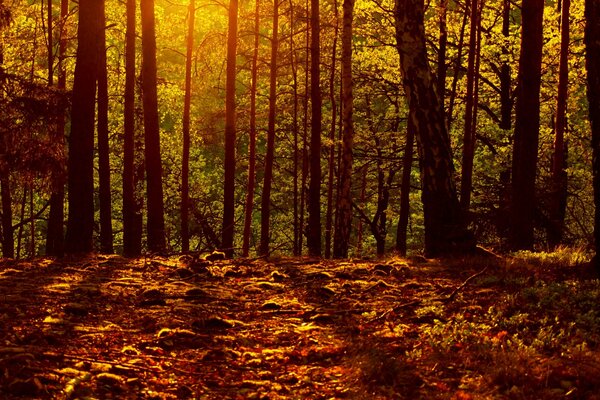 The rays shine through the autumn trees