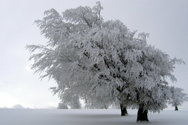 La magie des arbres d hiver à sgega