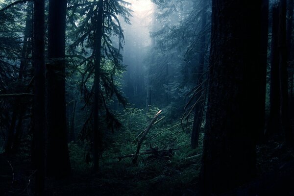 Naturaleza en el bosque en tiempos oscuros