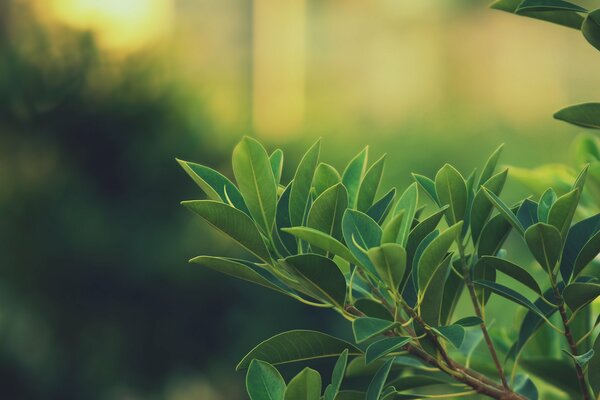 Branche avec un feuillage vert juteux