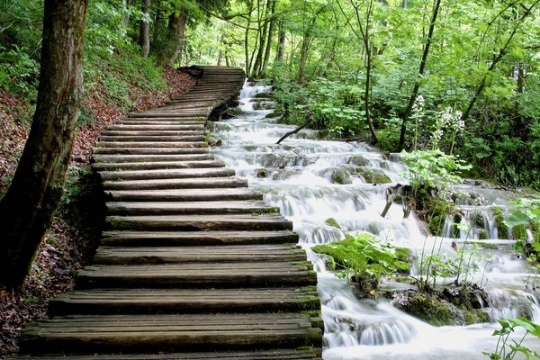 Escalera de madera por encima de los bosques de flujo