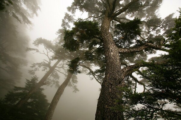 Niebla dispersa en el bosque de pinos