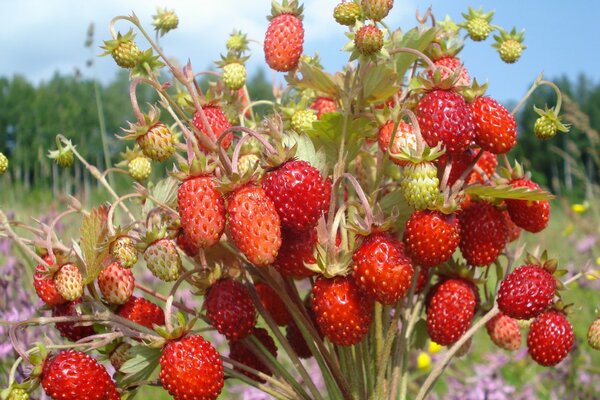 Primo piano di bouquet di fragole