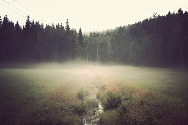 Der Rand vor dem Wald ist im Nebel ertrunken