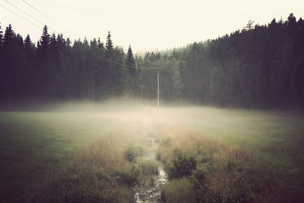 La lisière de la forêt noyée dans le brouillard