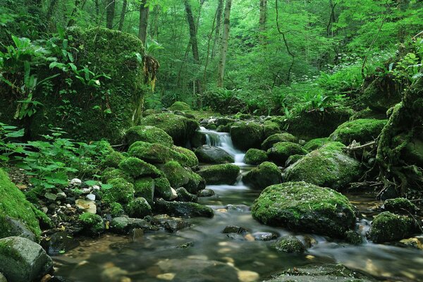 A stream in the forest with rocks and moss