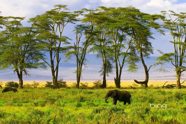 Eine Exkursion auf einer exotischen Safari