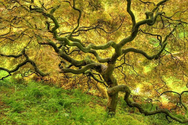 Golden tree in a sunny glade