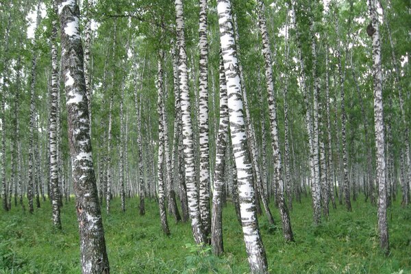 Forêt de bouleaux du matin pittoresque