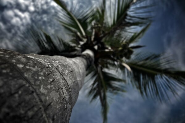 Blick auf die Spitze der Palme von unten