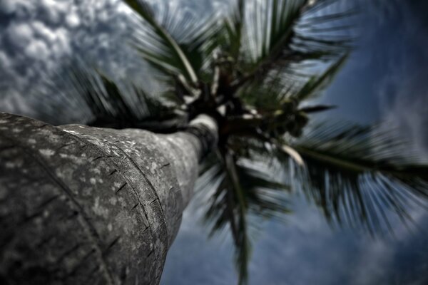 A look at the top of the palm tree from below