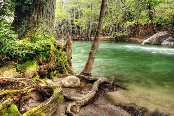 Río del bosque con una hermosa orilla