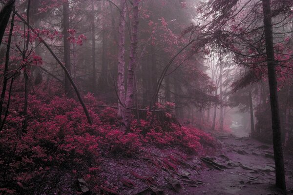 The forest of unusual color pleases the eye