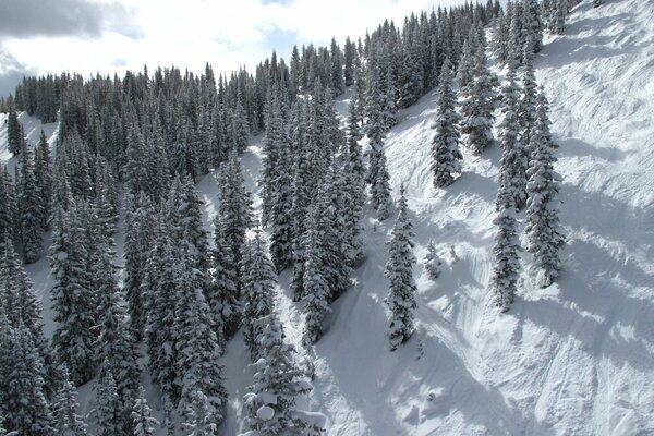 Winter in the mountains. Snow-white beauty