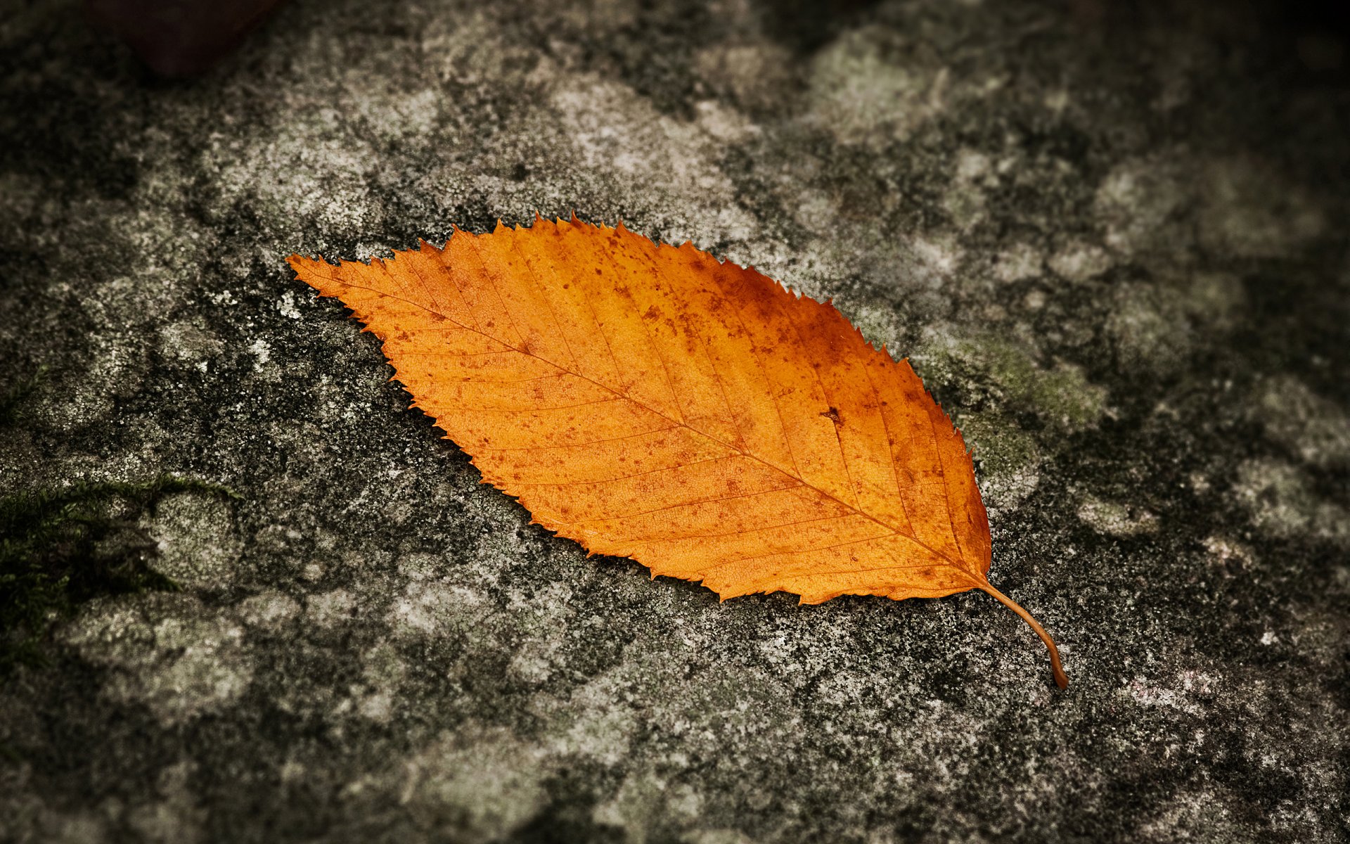 hoja otoño