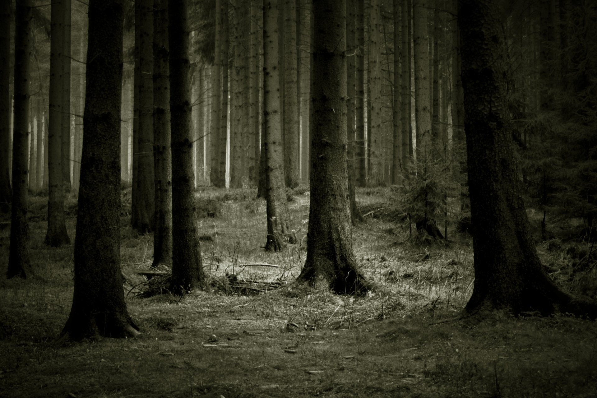 forêt arbres sombre