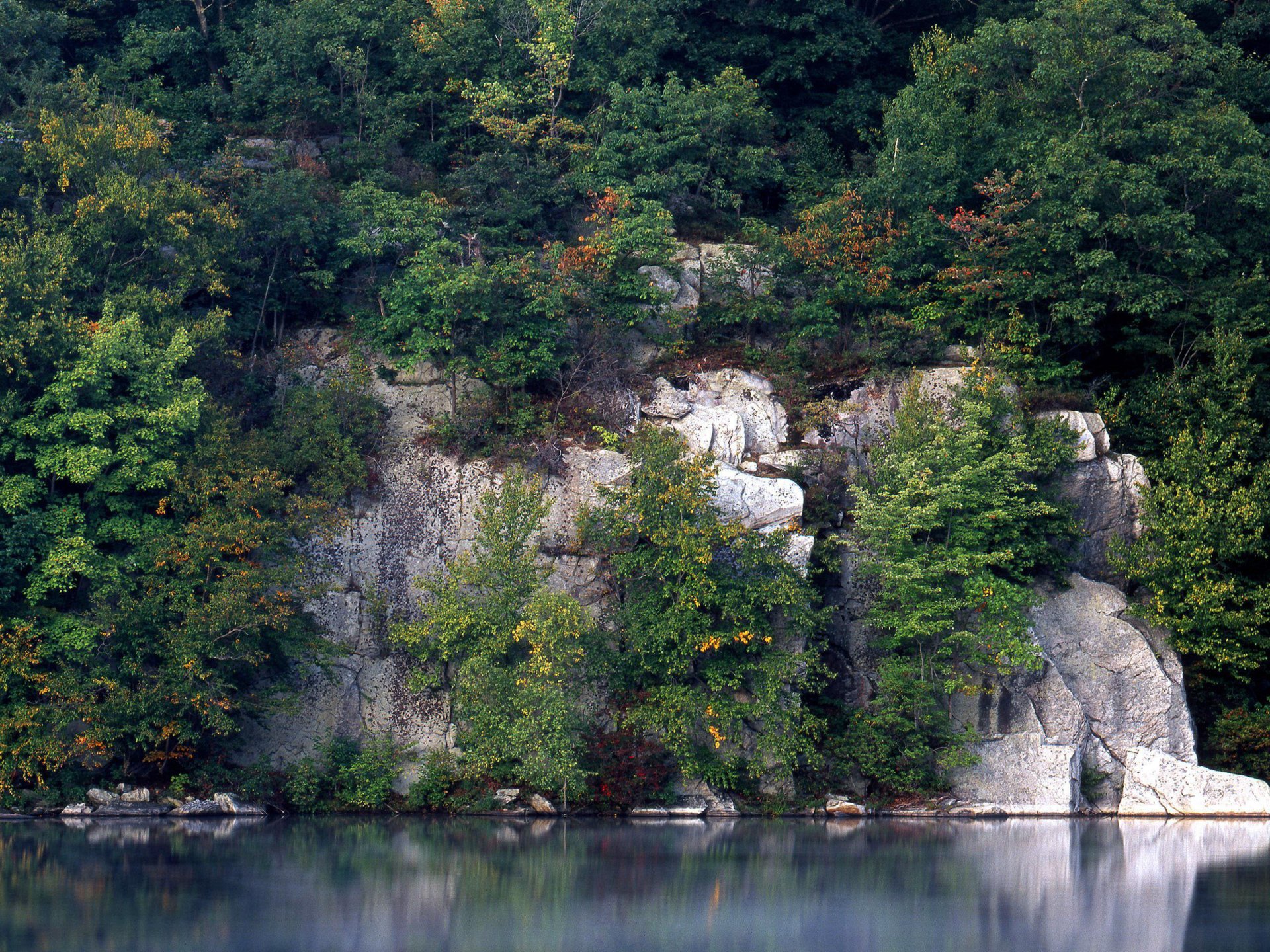 water rock tree reflection