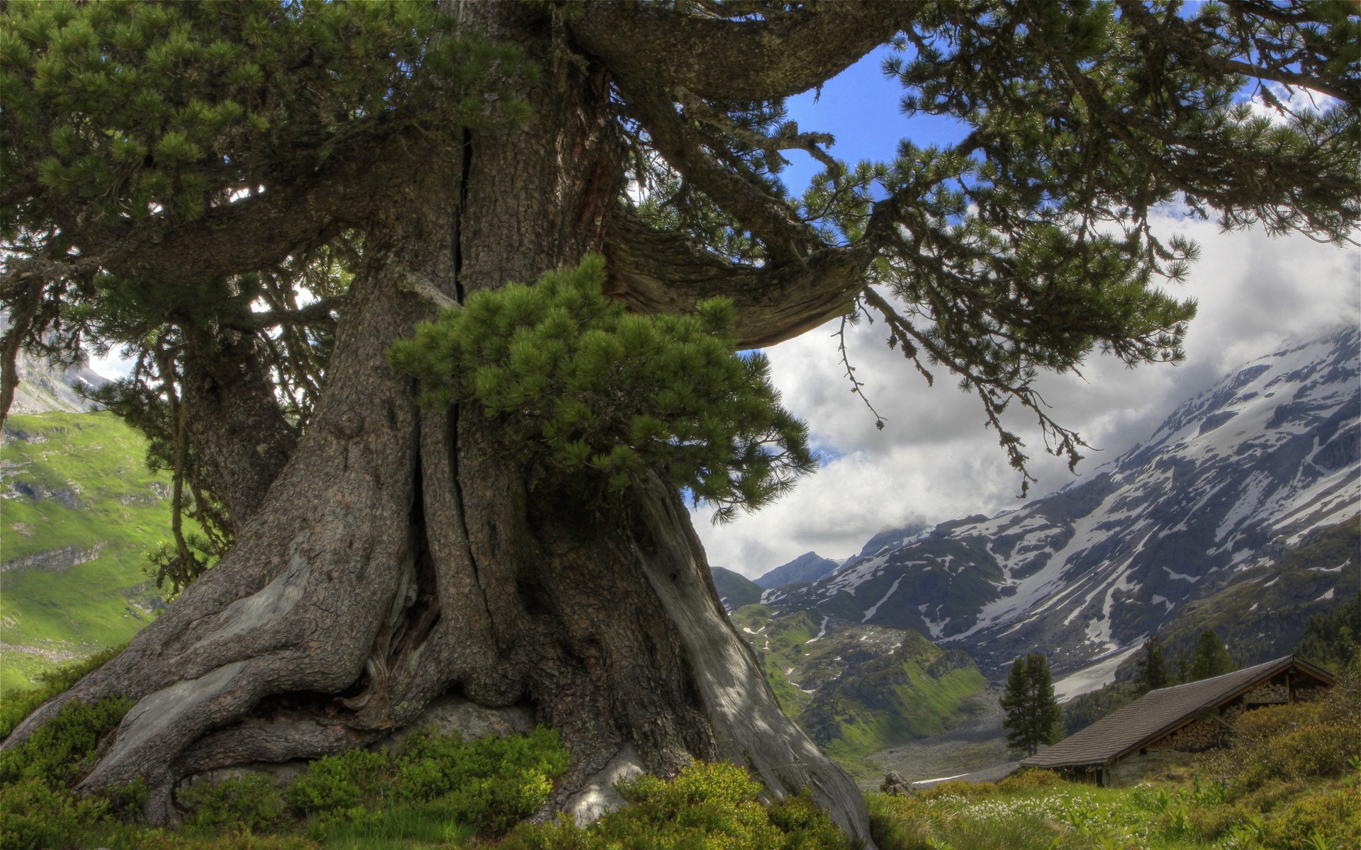 árbol montañas nubes