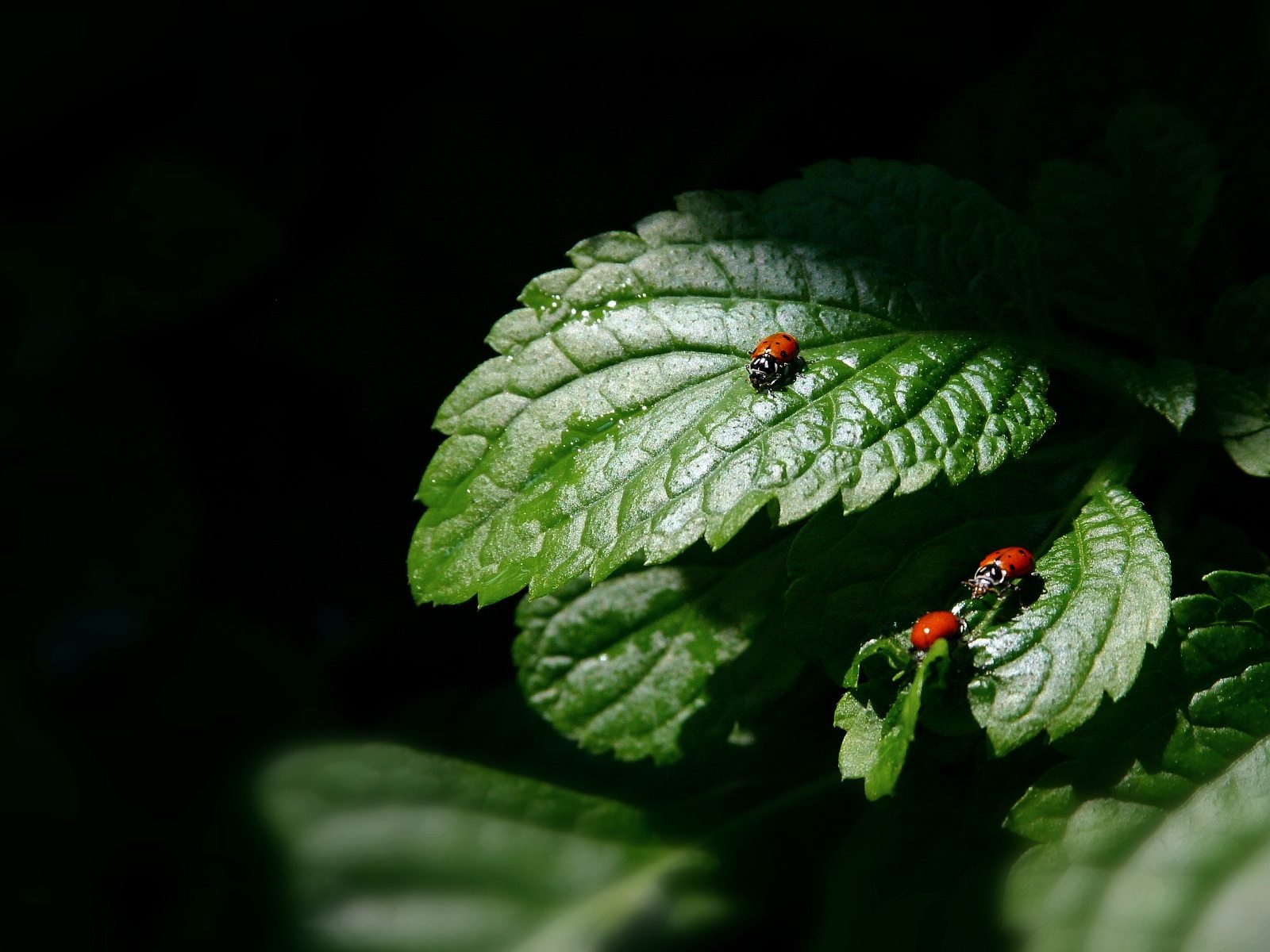 insecto negro hoja