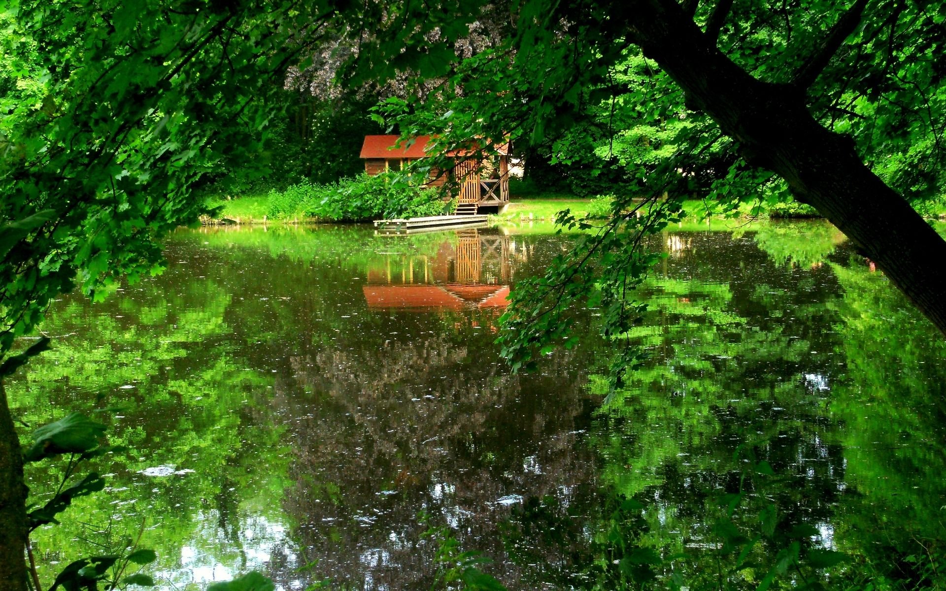 dock lake tree