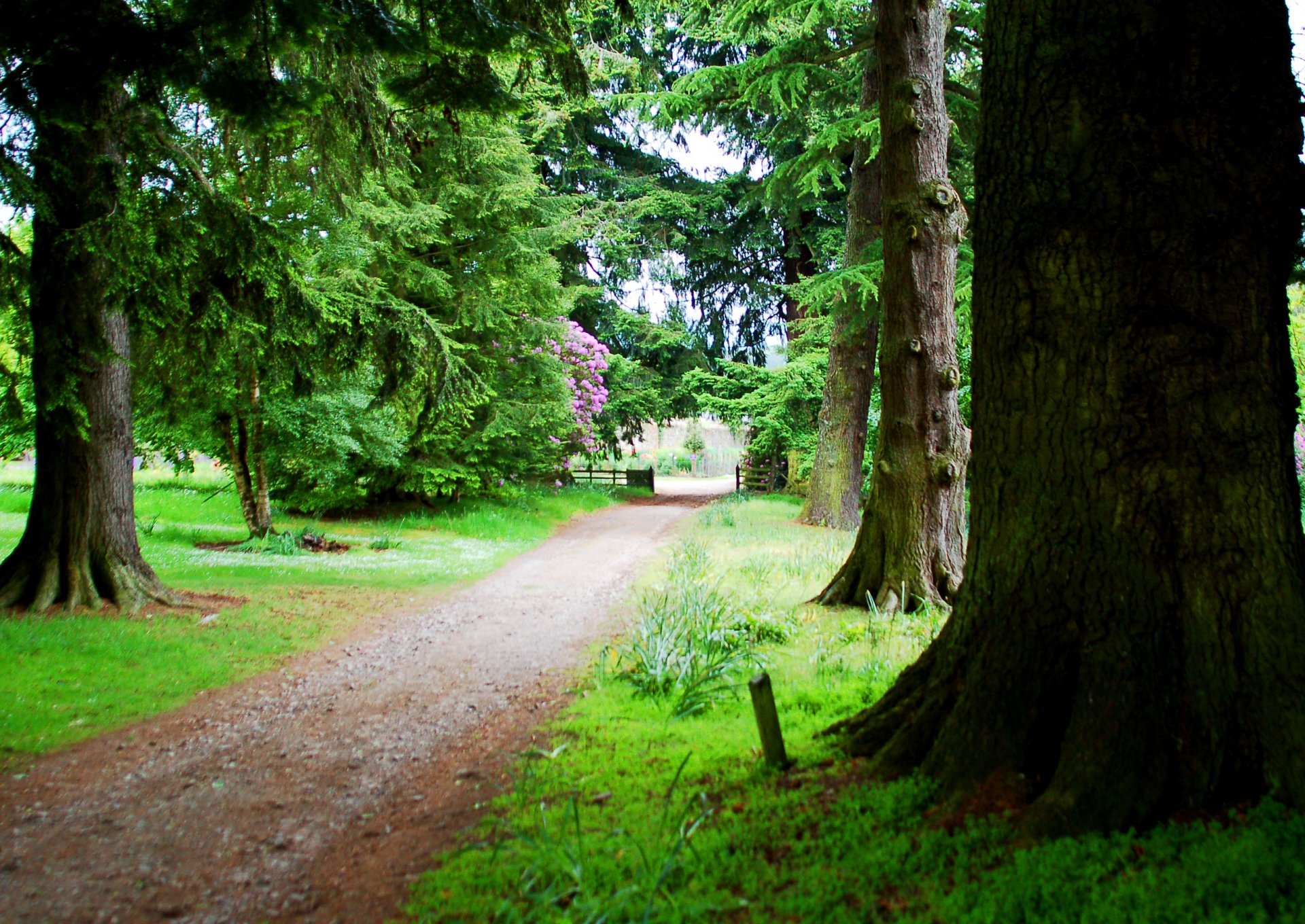 árboles caminos hierbas