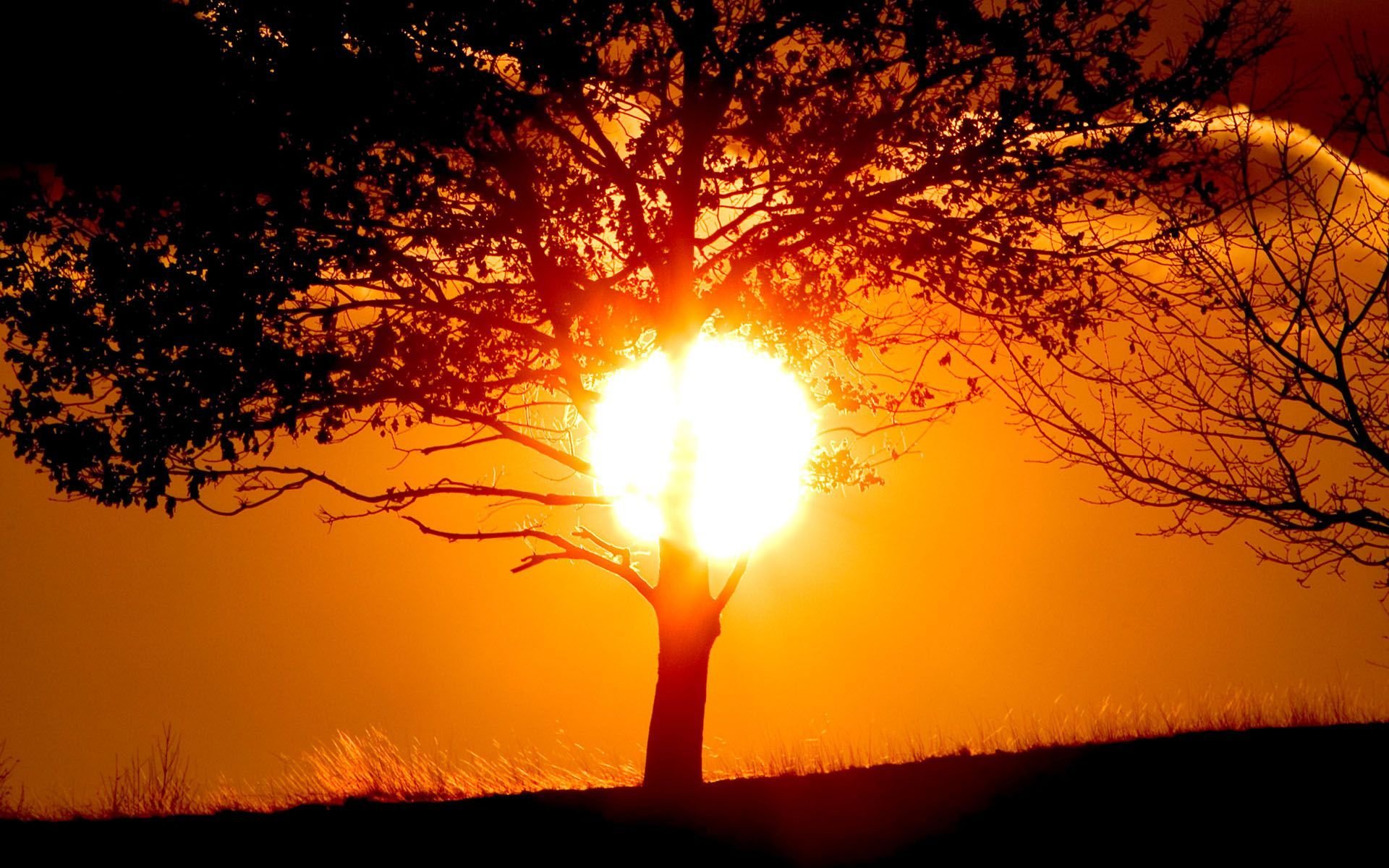 unset sun shadow tree