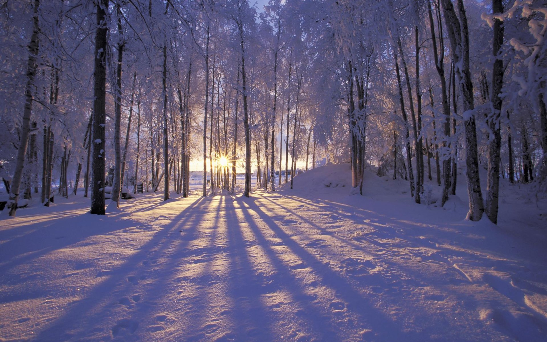 hiver forêt givre neige arbres. rayons soleil