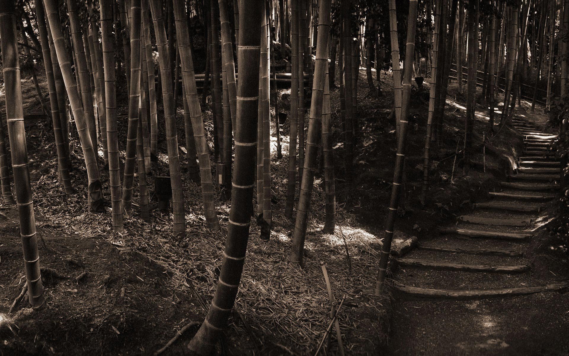 bambú escalones sepia bosque