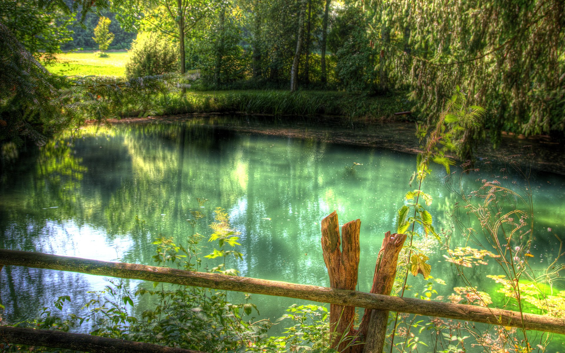 río bosque verde hierba