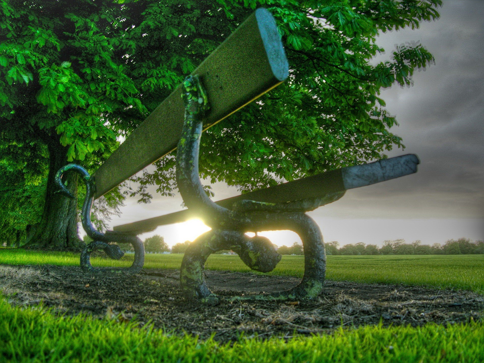 banc herbe arbre