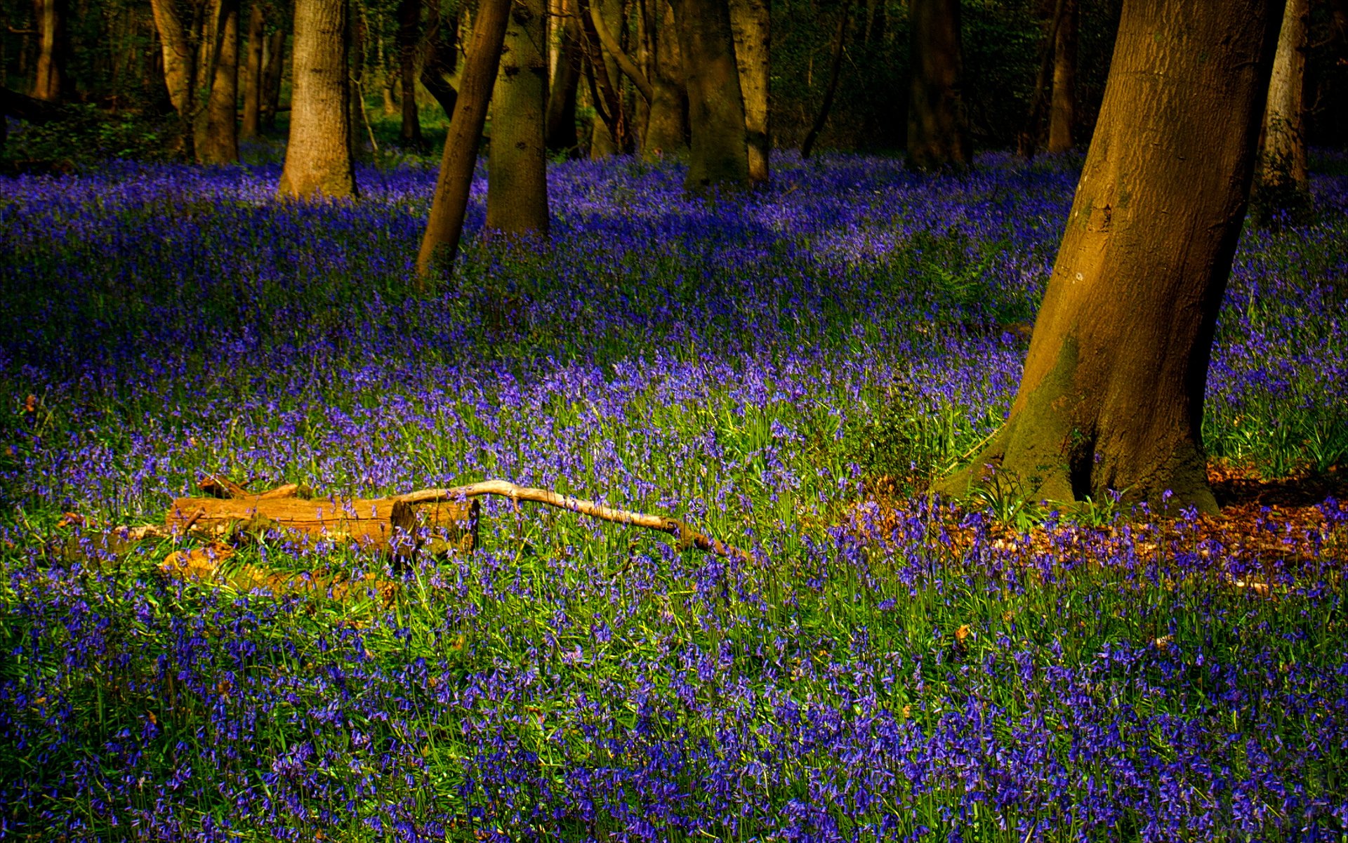 forêt herbe fleurs