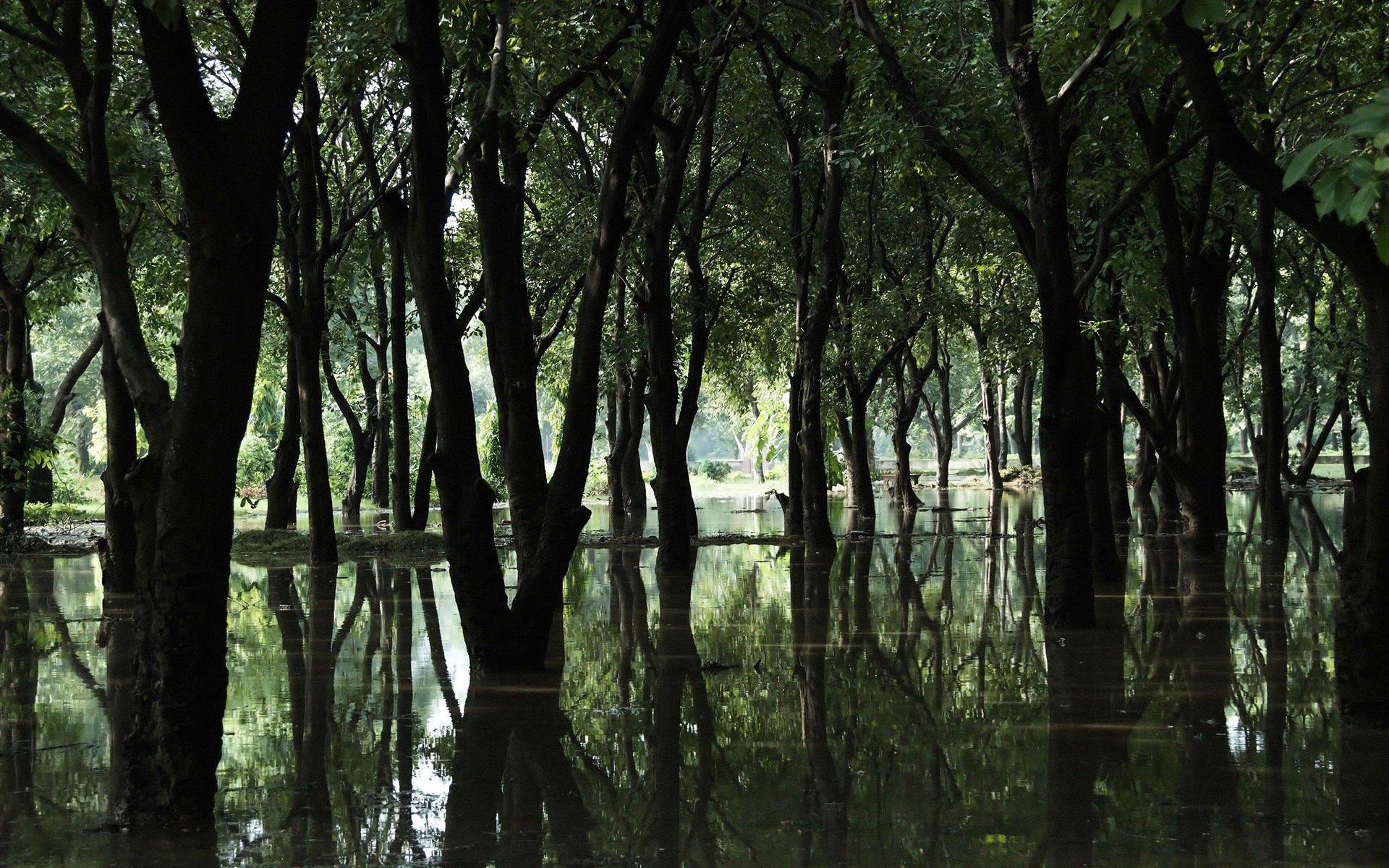 болото деревья лес вода