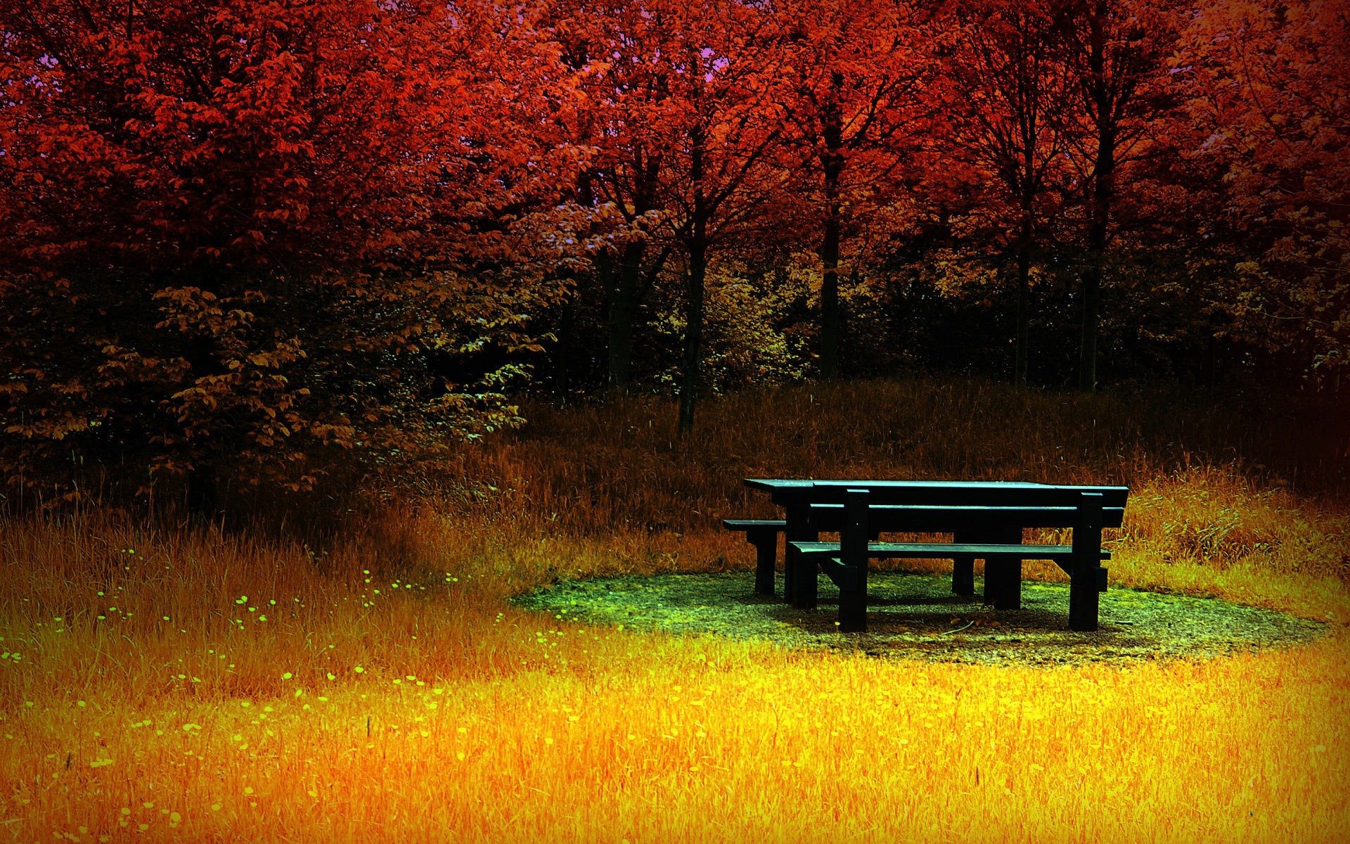 banc herbe forêt couleur automne