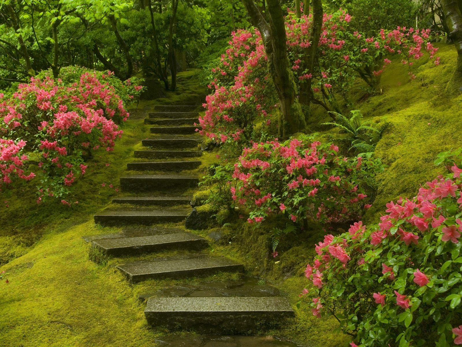 jardin japonais escalier plantes