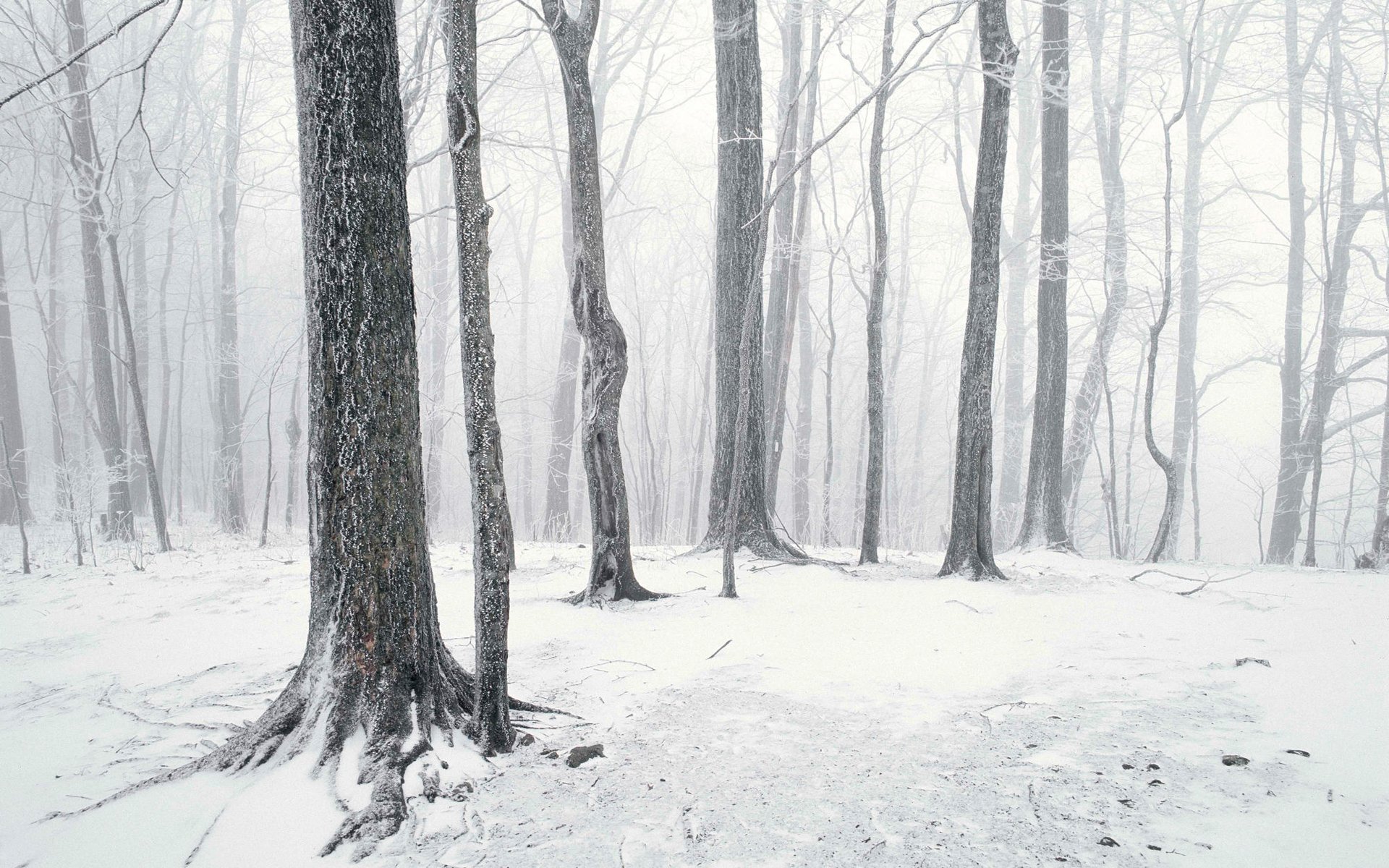 bosque nieve troncos