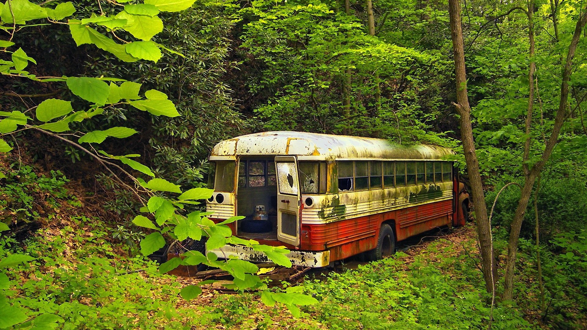 vecchio autobus foresta verde