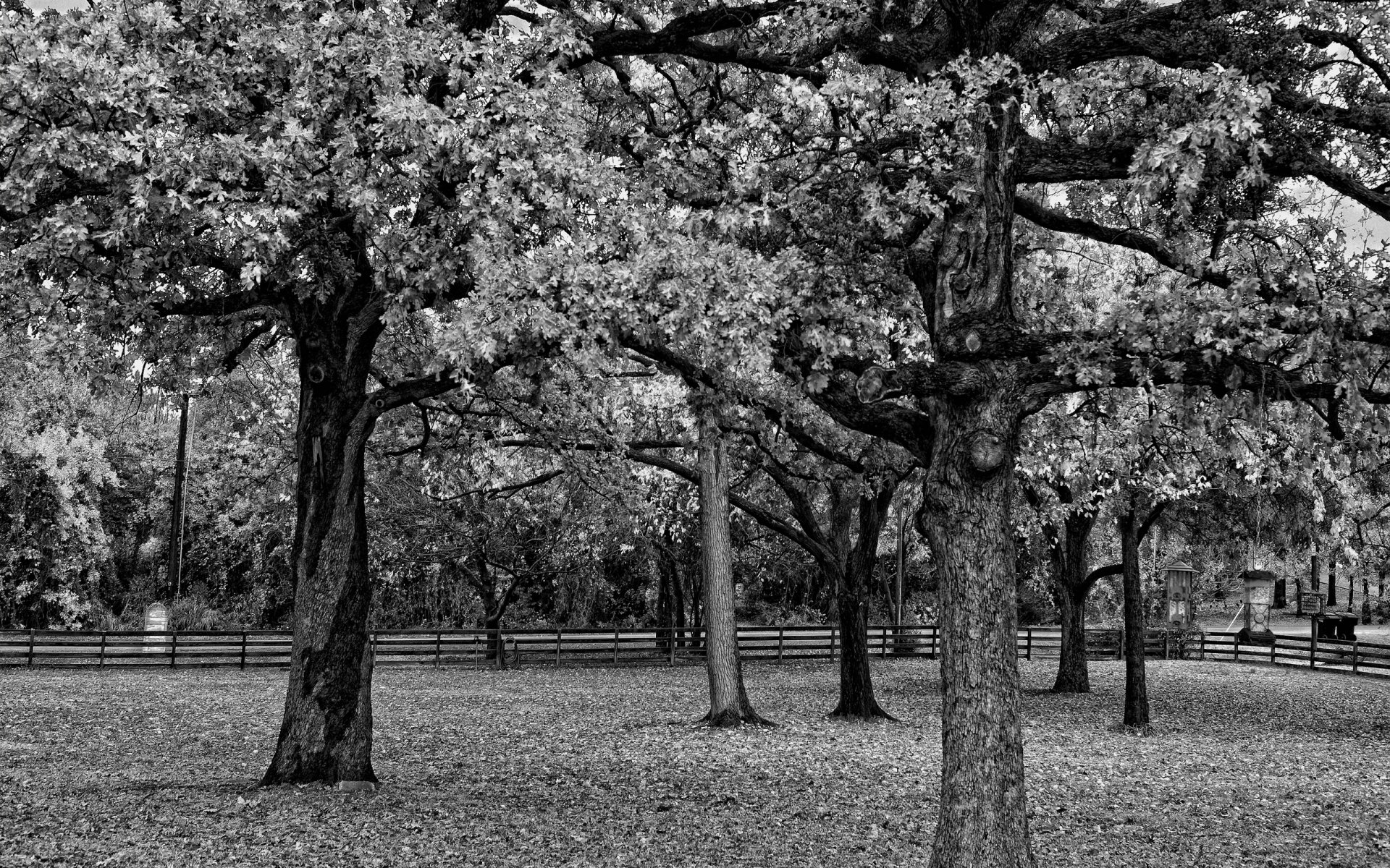 tree foliage fence branch black and white