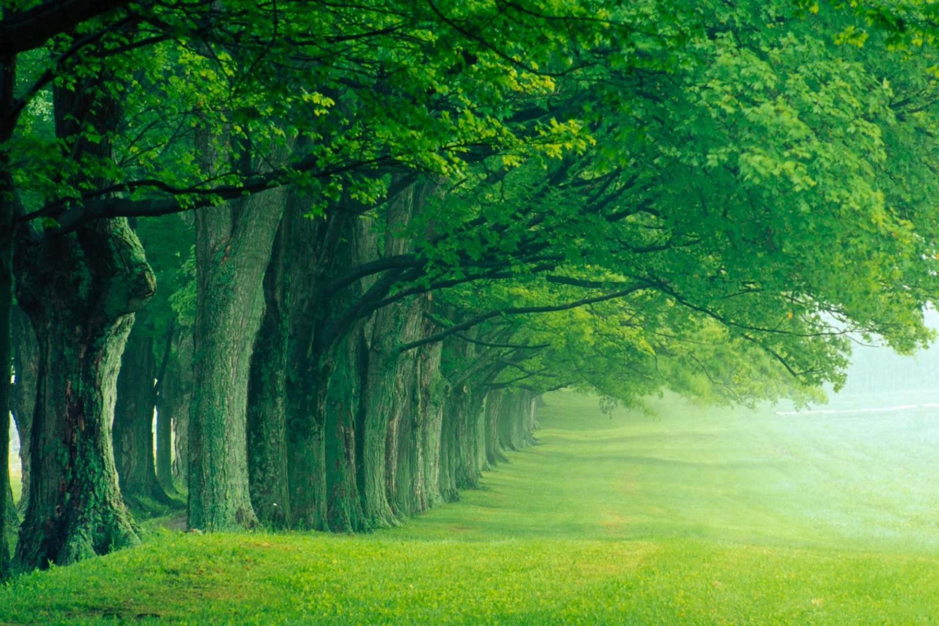 vicolo parco estate mattina nebbia alberi silenzio