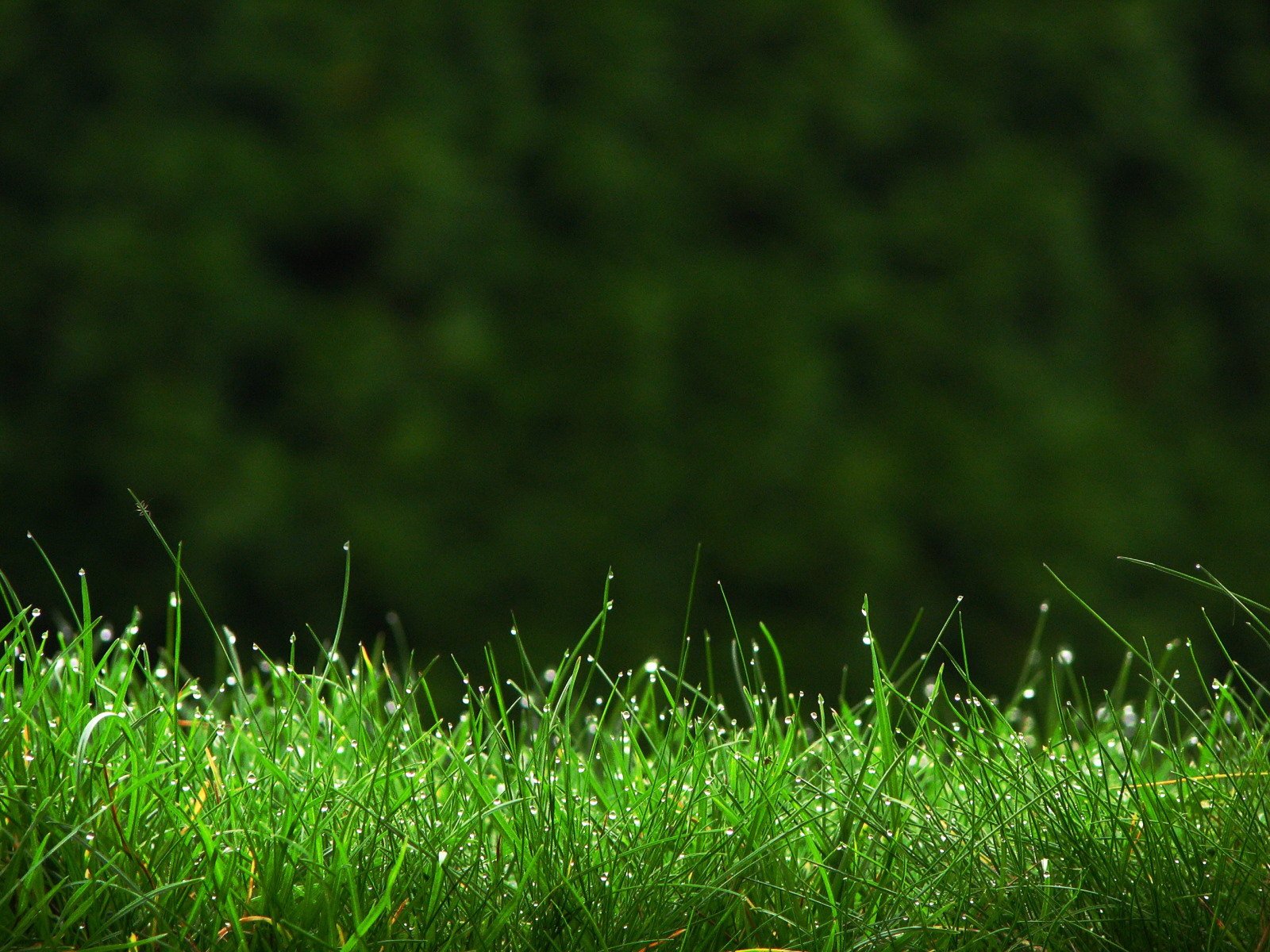 herbe rosée gouttes gros plan verdure