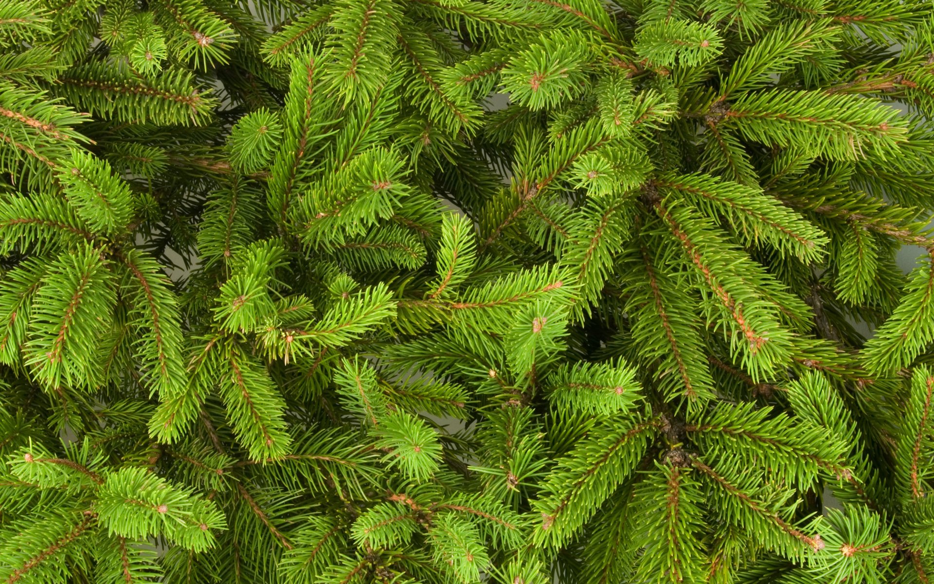 año nuevo árbol de navidad ramas