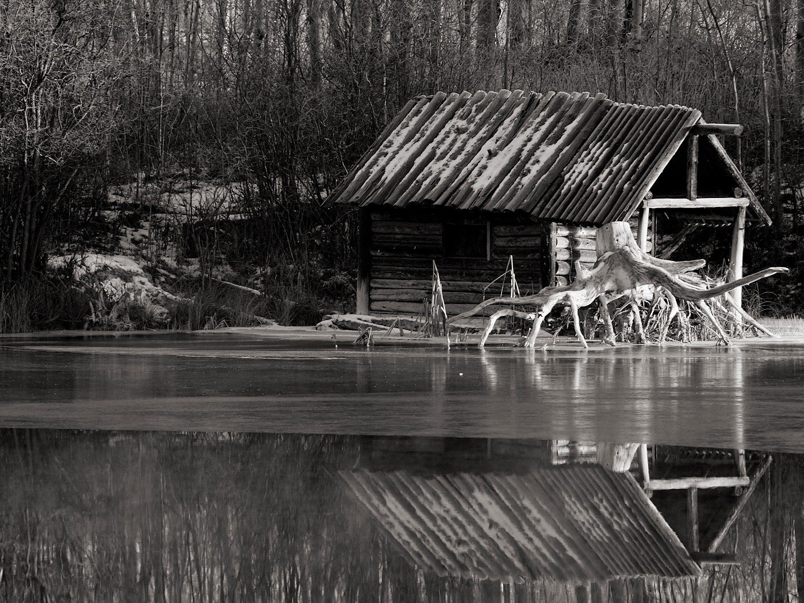 black and white river root