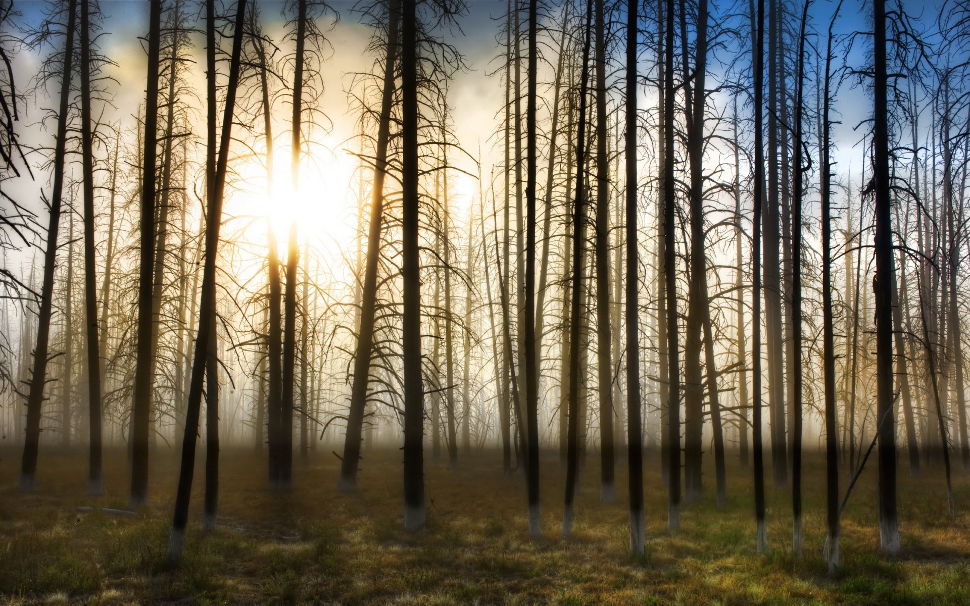 bäume sonne nebel