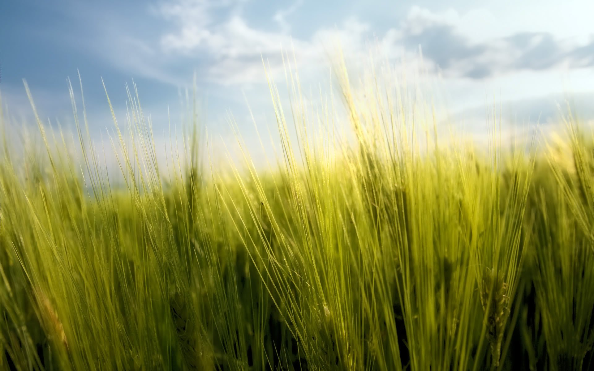 herbe ciel verdure