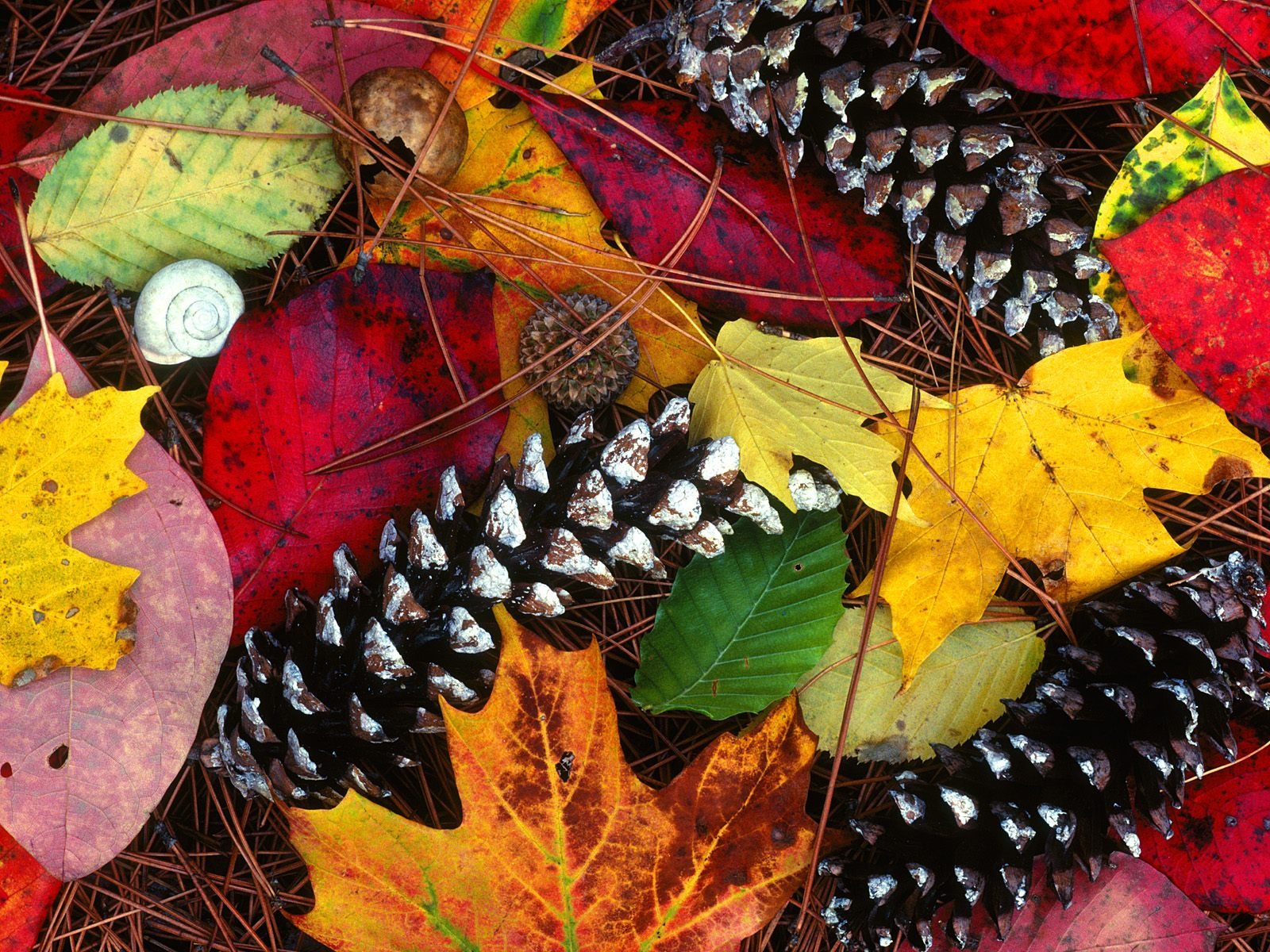 leaves cone autumn paint beauty