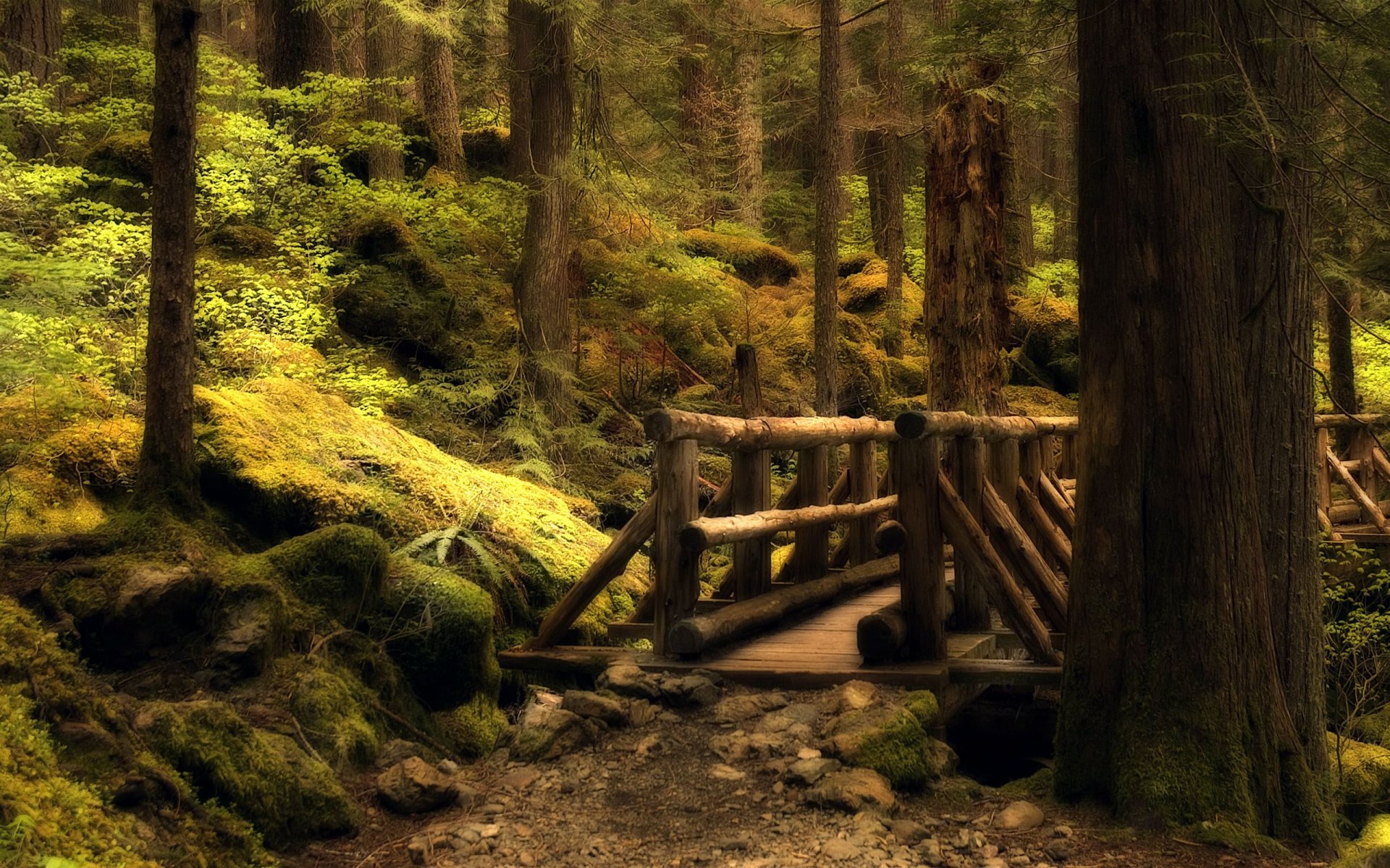 forêt pont sentier